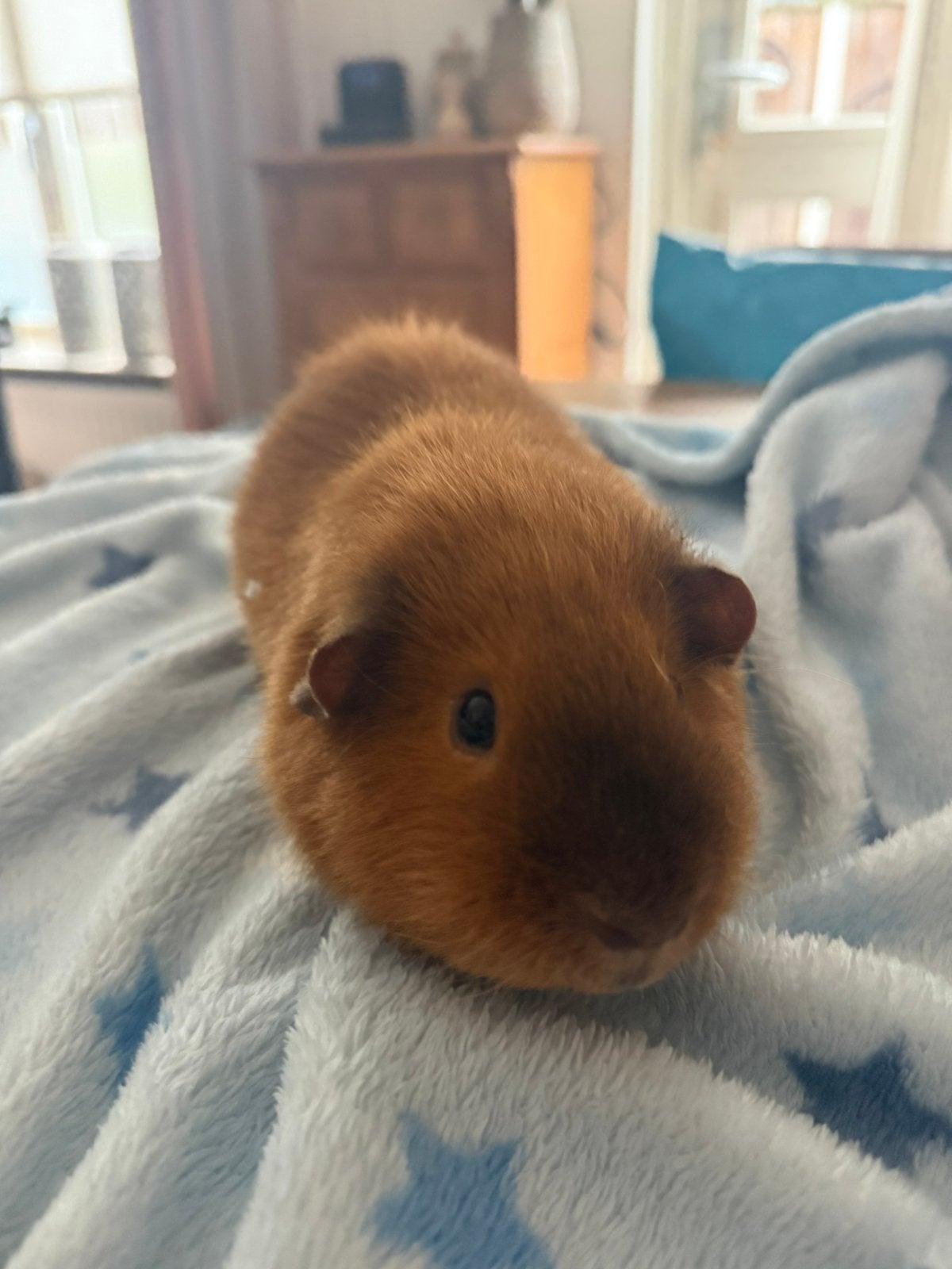 Cavia Winston zoekt een gouden mandje❤️, Cavia, Mannelijk, December, Tam