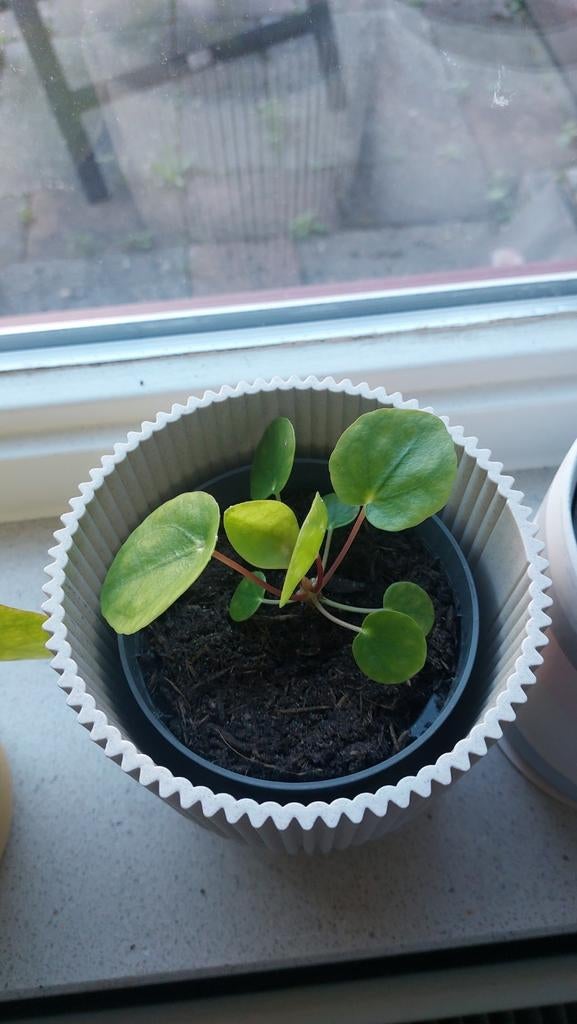 Pannenkoekplantje (Pilea Peperomioides) - Exclusief pot, Huis en Inrichting, Kamerplanten, Ophalen, Overige soorten, Halfschaduw