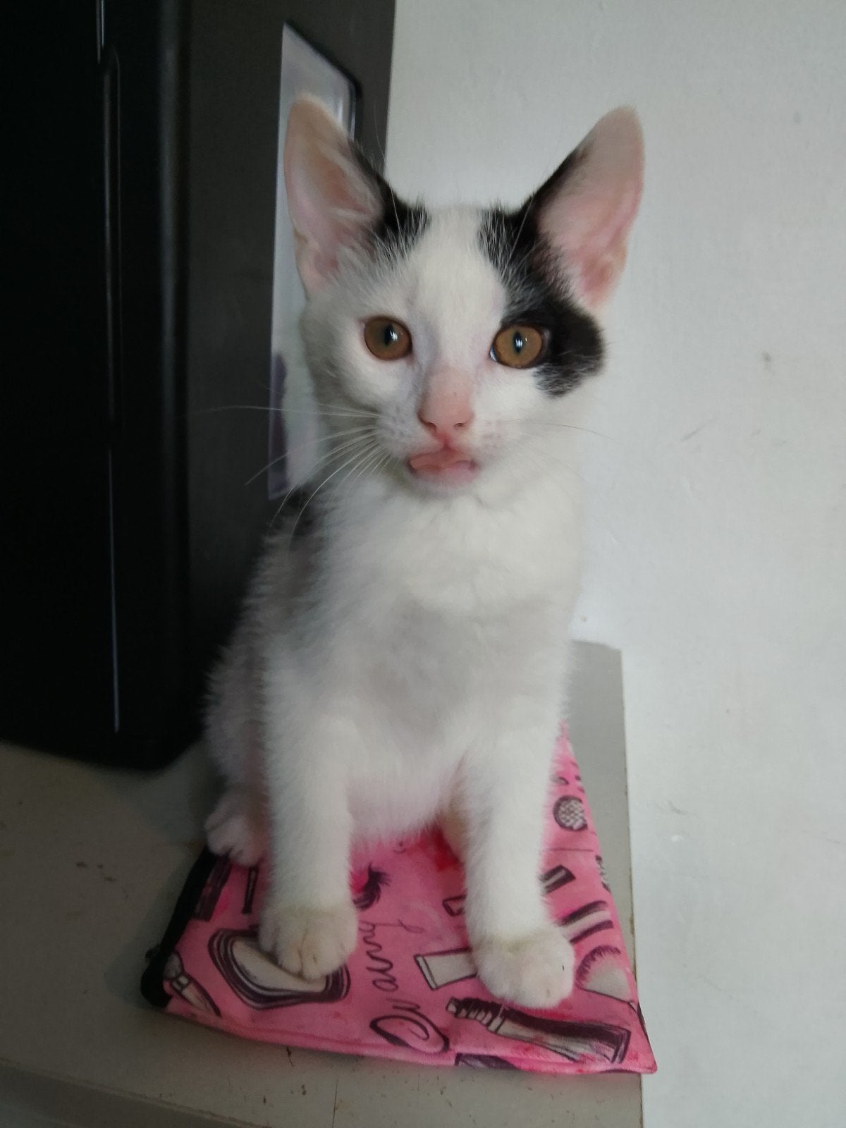 Kitten 10 weken, Poes