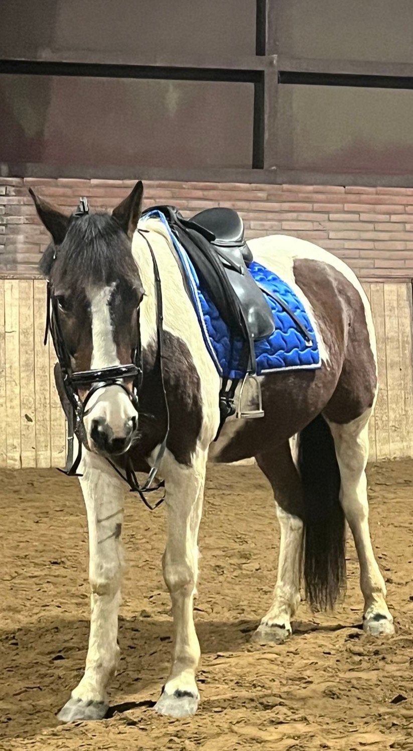 Dekje te koop, Dieren en Toebehoren, Paarden en Pony's | Dekens en Dekjes, Ophalen of Verzenden, Zo goed als nieuw