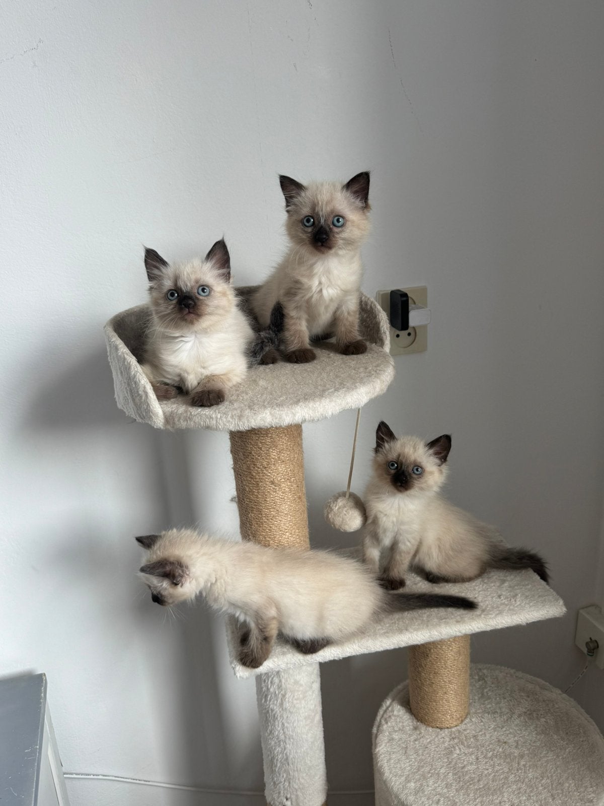 siamese kittens te koop, Dieren en Toebehoren, Katten en Kittens | Raskatten | Langhaar, Meerdere dieren, Met stamboom, 0 tot 2 jaar