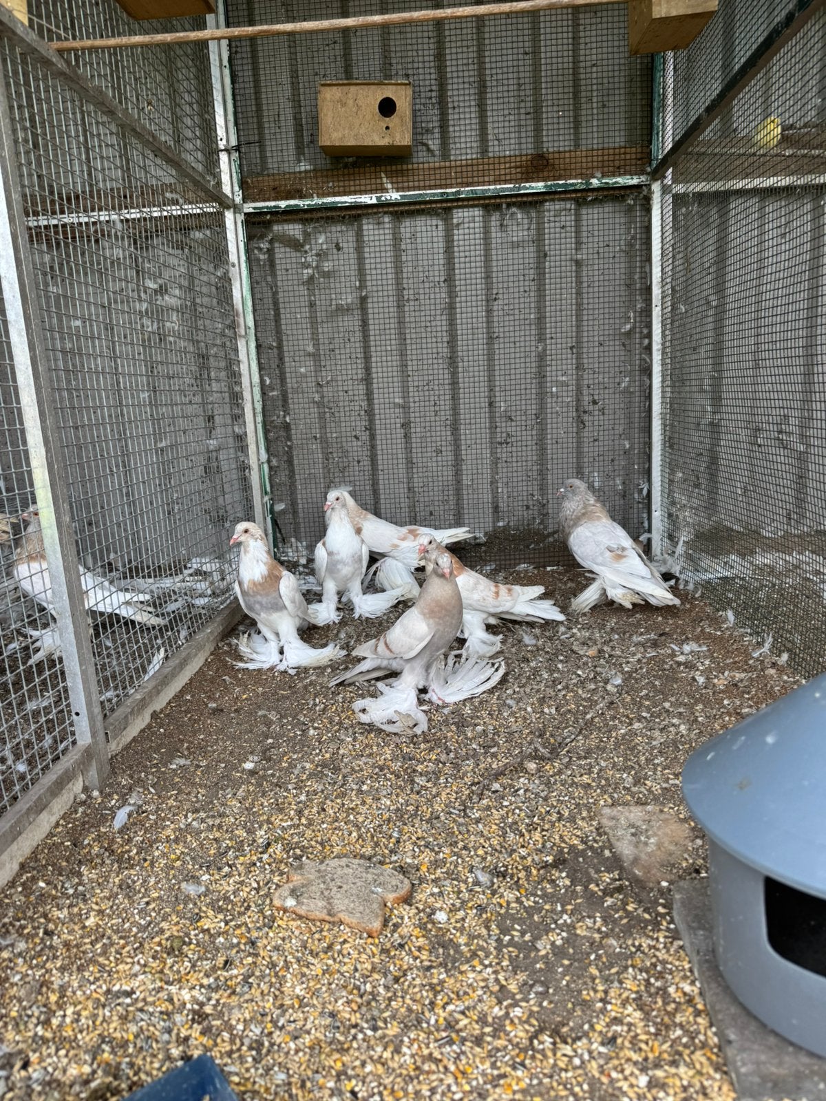 6 hollandse kroppers, Meerdere dieren, Kropper