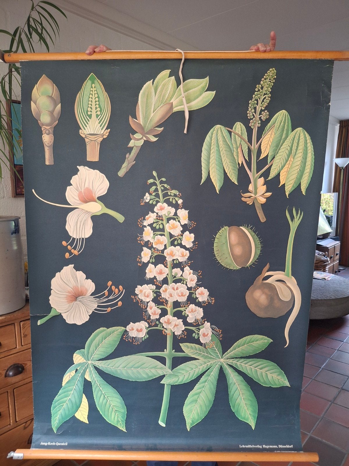 Vintage Botanische Schoolplaat Paardenkastanje, Ophalen, Gebruikt, Oorspronkelijke maker, Print