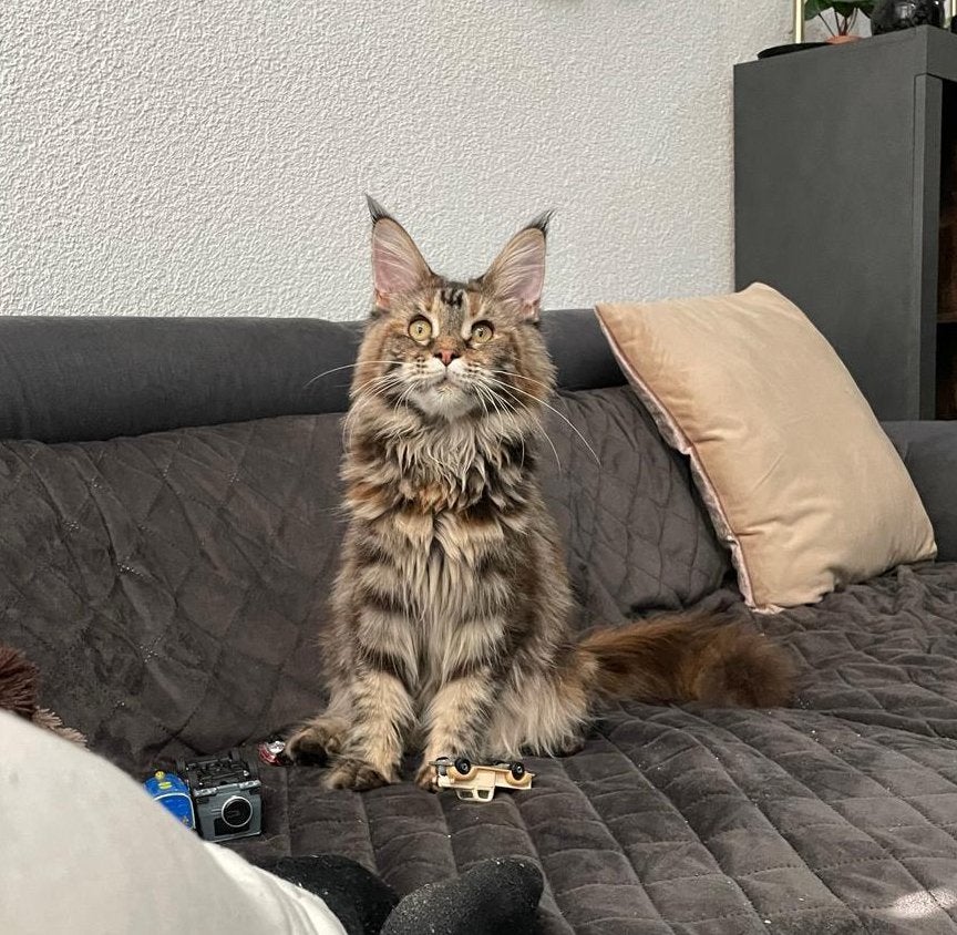Maine coon, Dieren en Toebehoren, Katten en Kittens | Raskatten | Langhaar, Poes, 0 tot 2 jaar, Met stamboom, Gechipt, Ontwormd