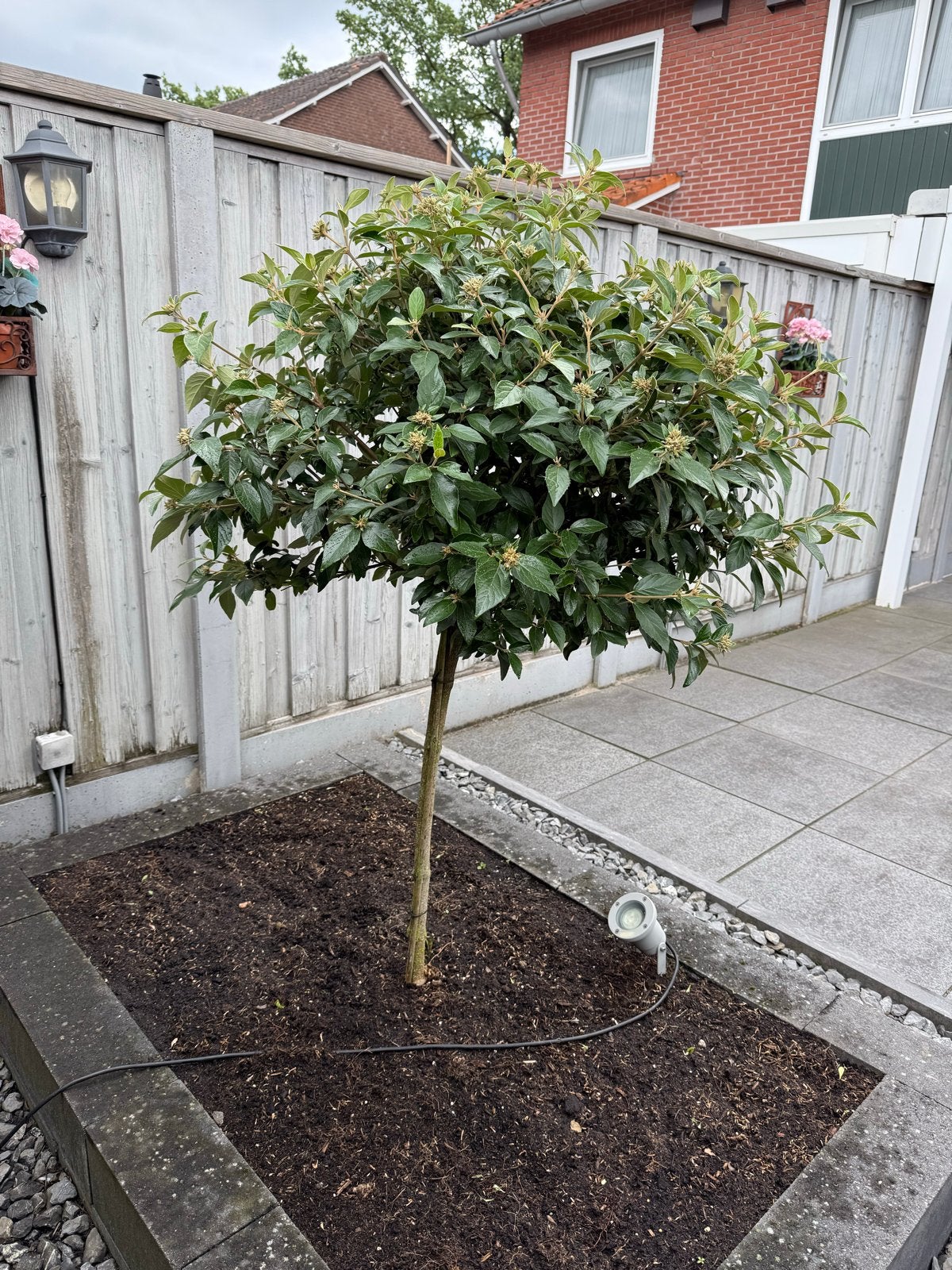 Viburnum Tinus | Sneeuwbal op stam - Wintergroene struik, Ophalen, Overige soorten, Struik, 100 tot 250 cm