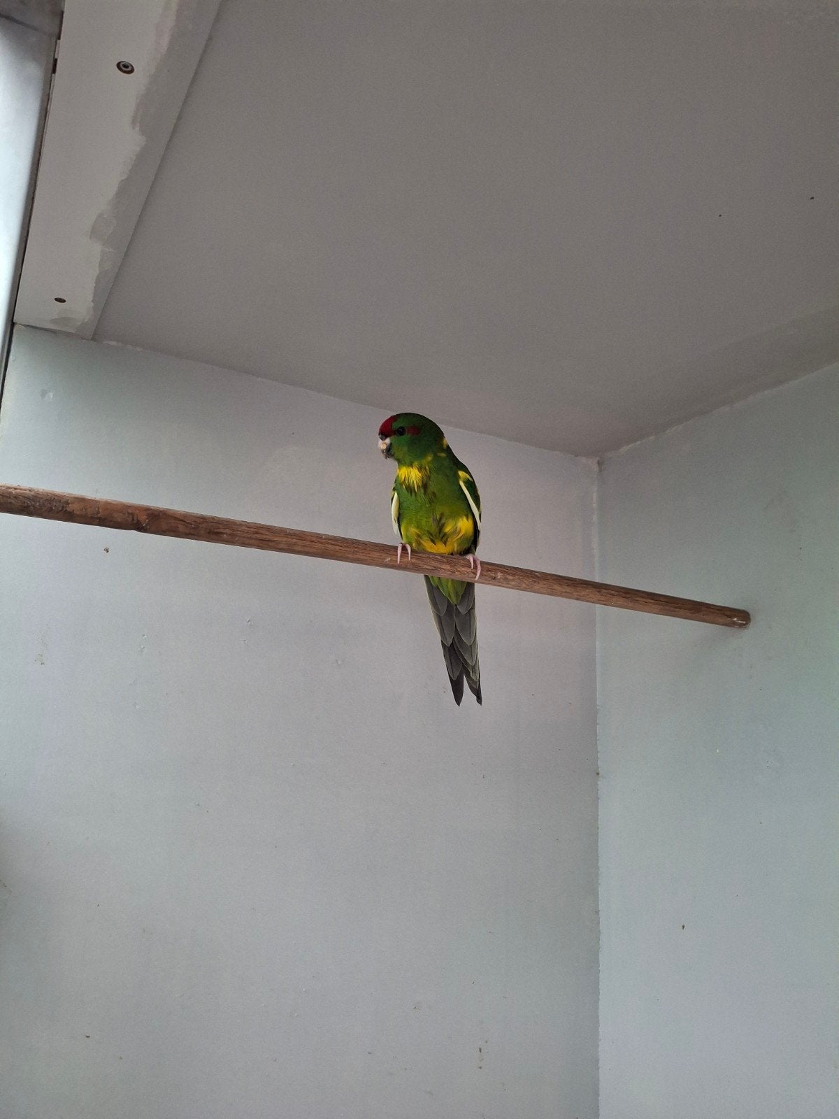 kakariki, Dieren en Toebehoren, Meerdere dieren, Parkiet, Tam