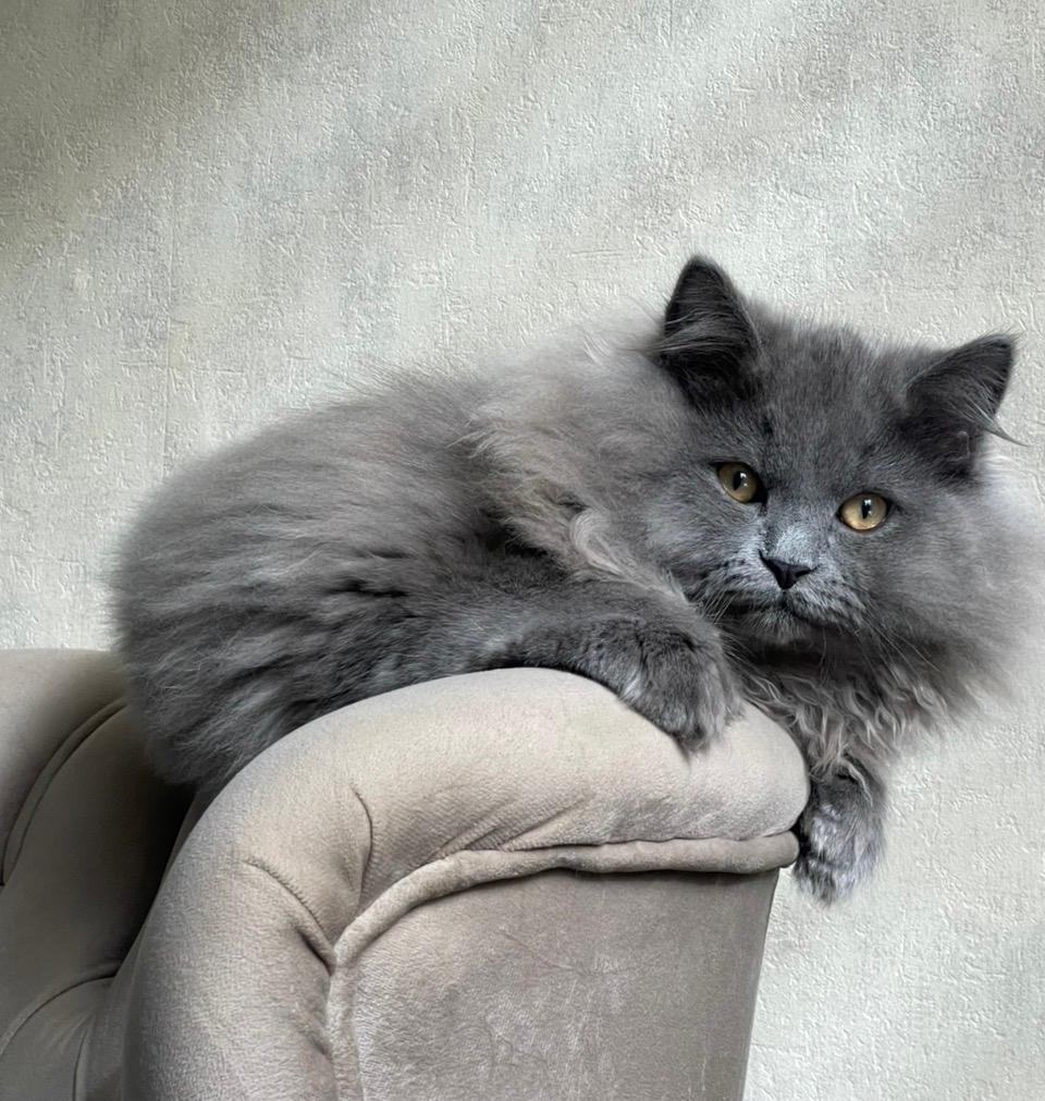 Prachtig langhaar kater britse type beschikbaar voor dekking, Kater, Gechipt, 0 tot 2 jaar
