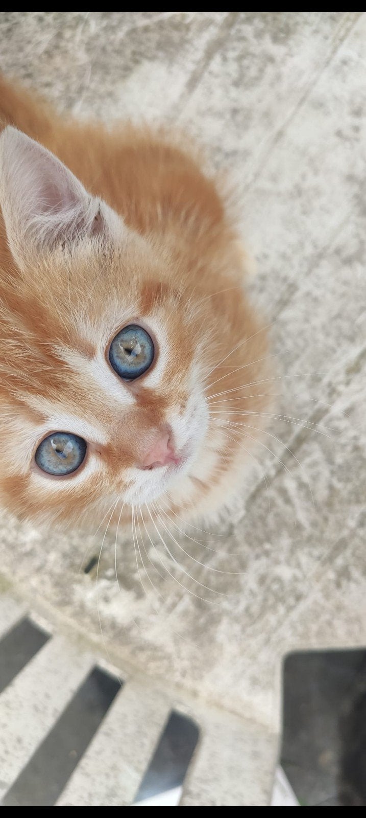 Lieve kittens zoeken een lief huisje, Meerdere dieren