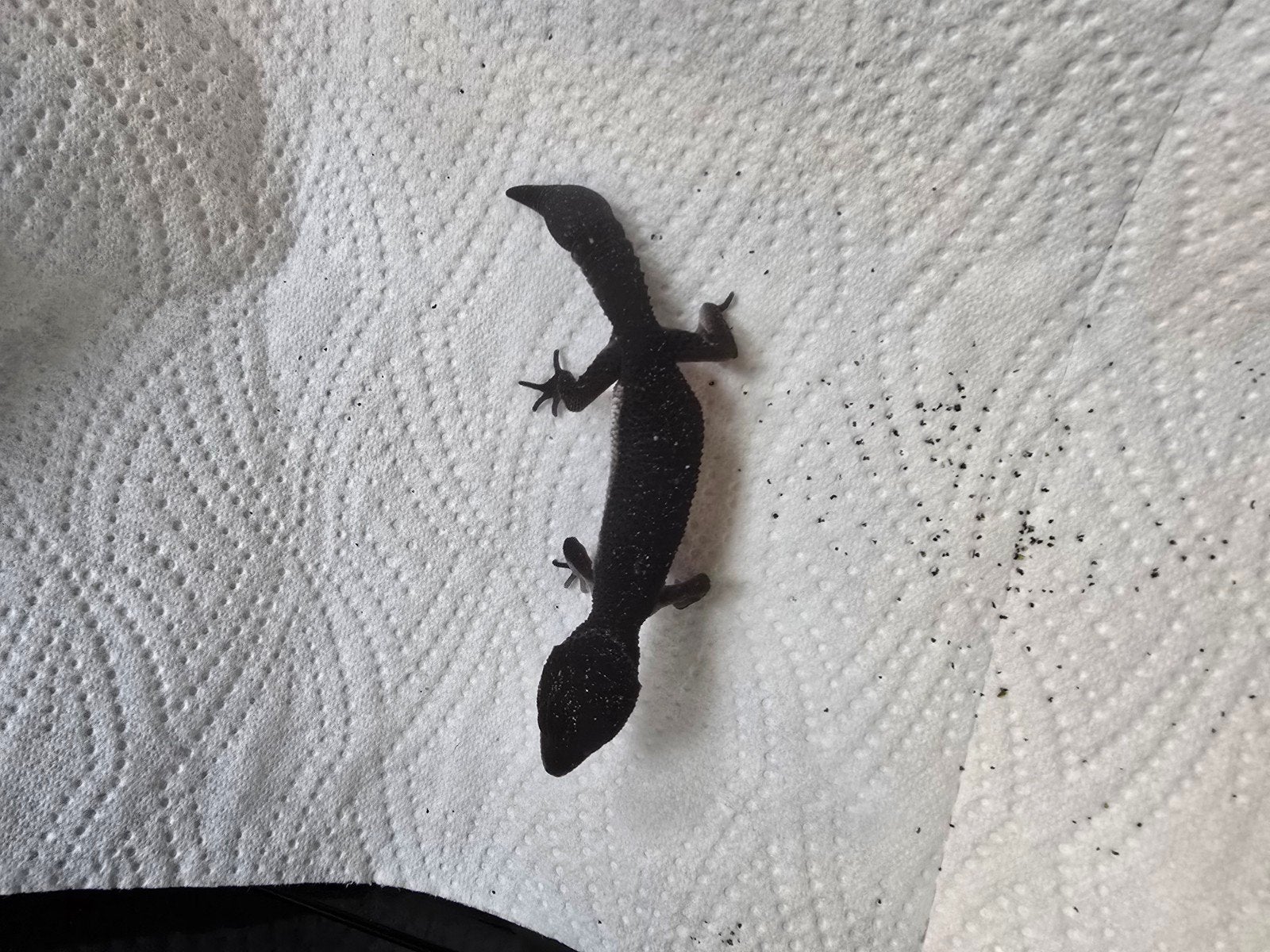 Prachtige pure Black Night luipaardgekko's (Eublepharis macu Leopard Gecko photo 10