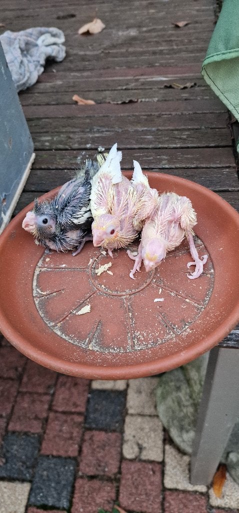 jonge valkparkieten 15 euro per stuk, Meerdere dieren, Parkiet