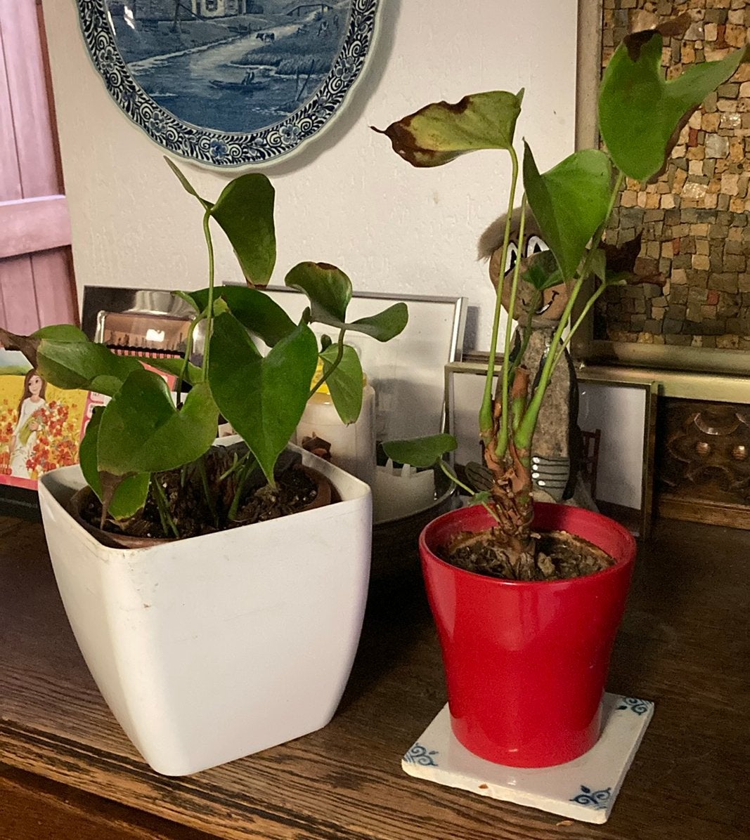 Anthurium / 🦩 flamingo plant, flamingoplant, Overige soorten, In pot, Minder dan 100 cm, Groene kamerplant