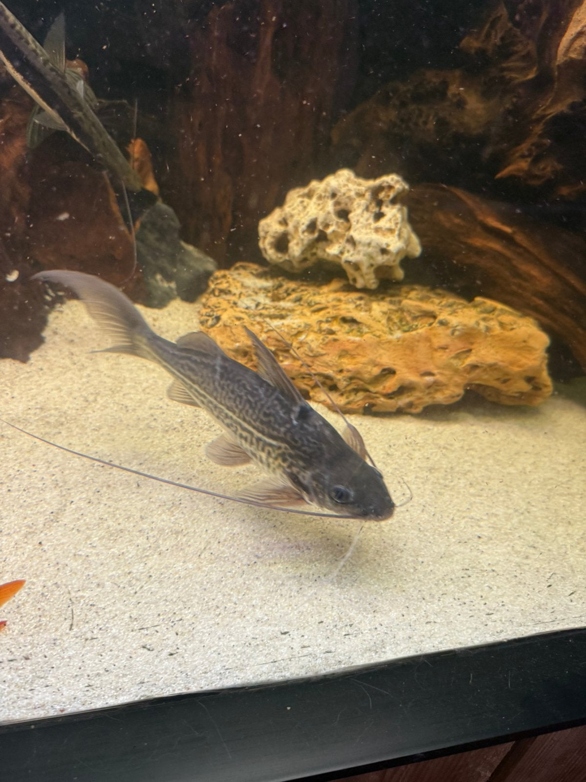 Pimelodus maculatus