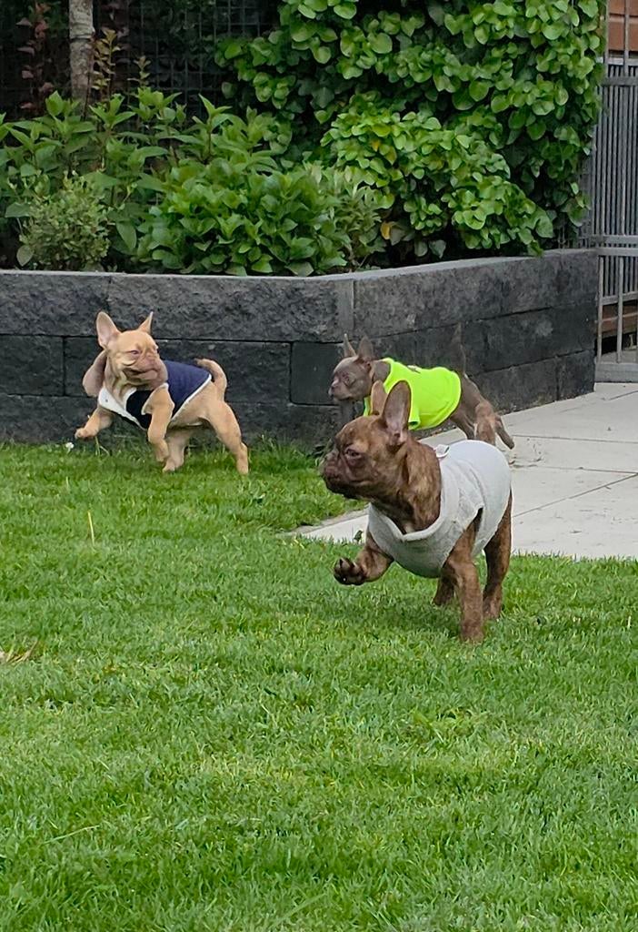 💙 Super leuke X franse bulldog reu pup bijzondere kleur 💙, Dieren en Toebehoren, Parvo, Reu, 8 tot 15 weken, Bulldog