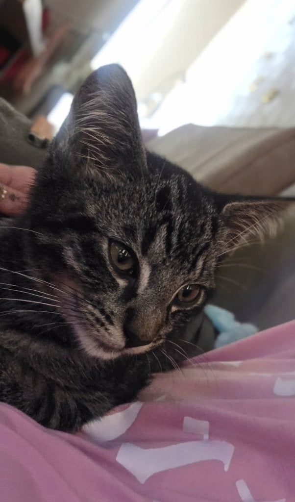 3 kleine kittens per stuk 30euro, Poes, Kortharig, 0 tot 2 jaar