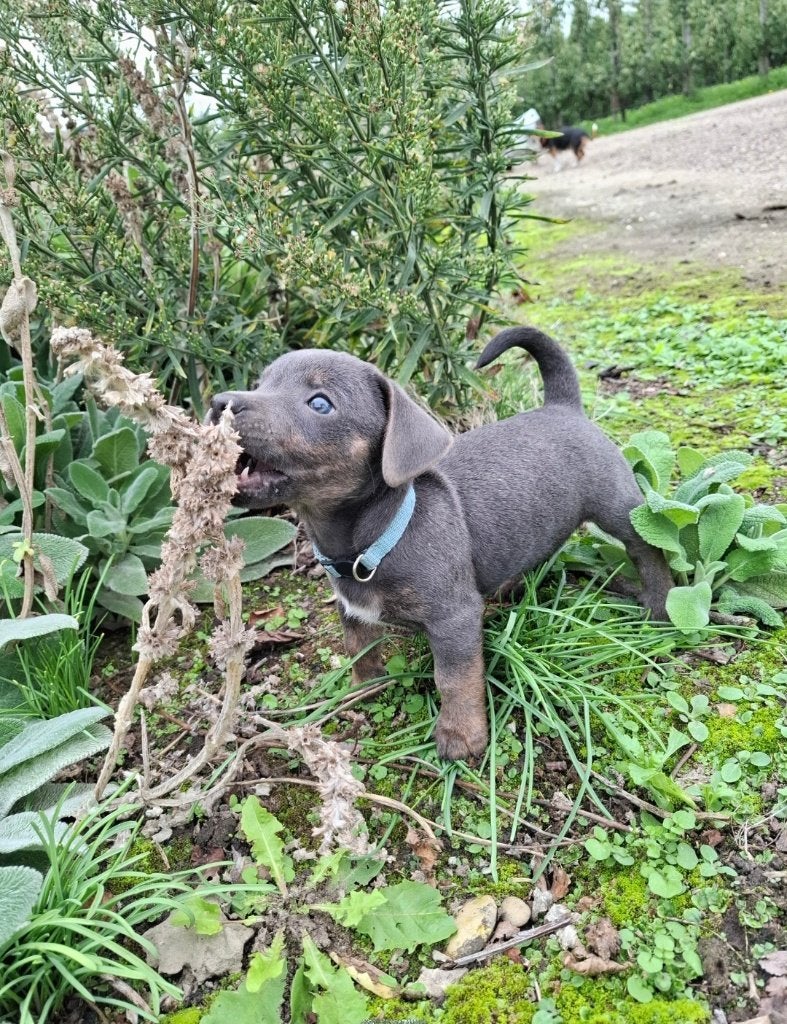 Jack russel pups, Dieren en Toebehoren, Jack Russell Terriër, 8 tot 15 weken, Meerdere, Meerdere dieren