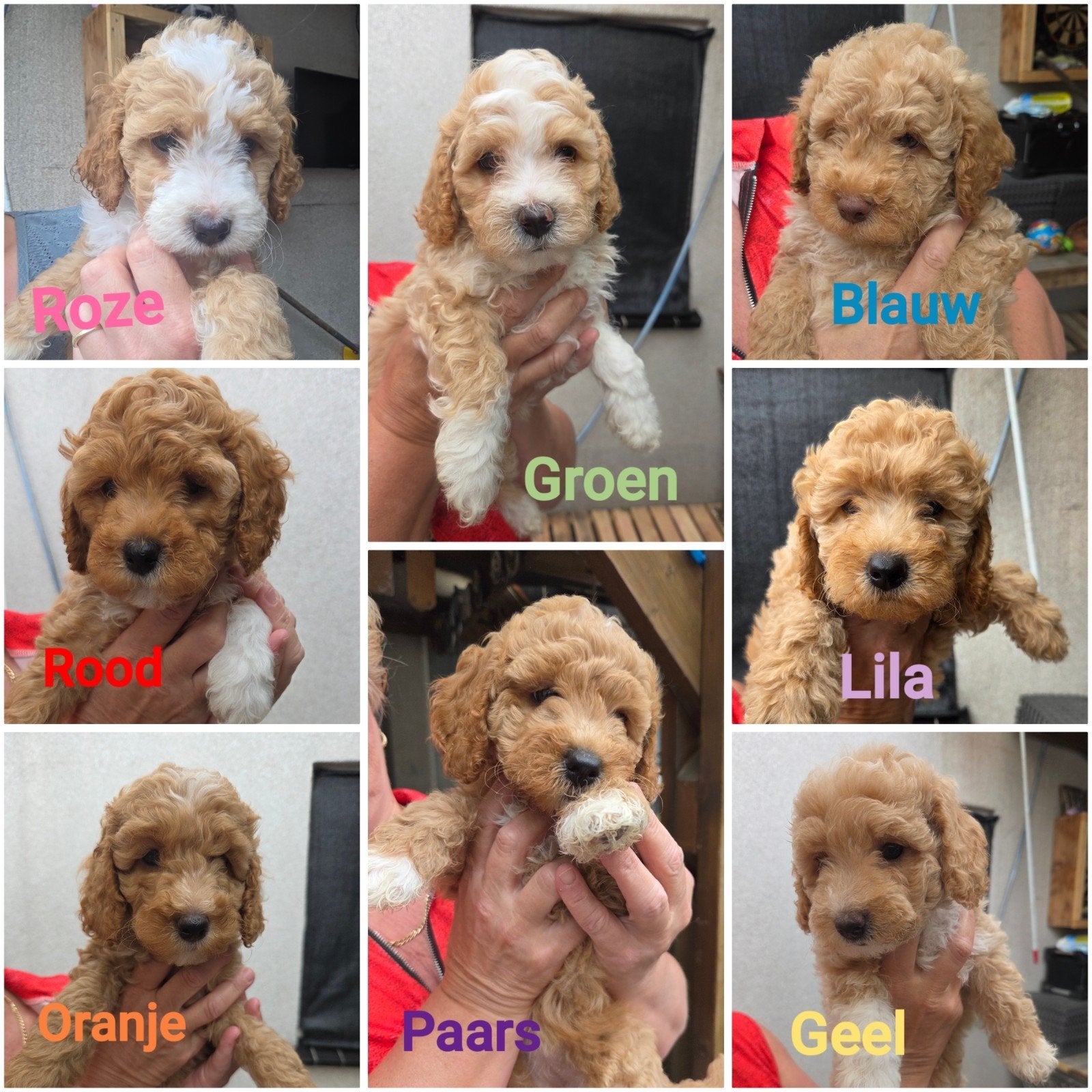 Alle labradoodle pups zijn verkocht, Parvo, Overige rassen, 8 tot 15 weken, Meerdere