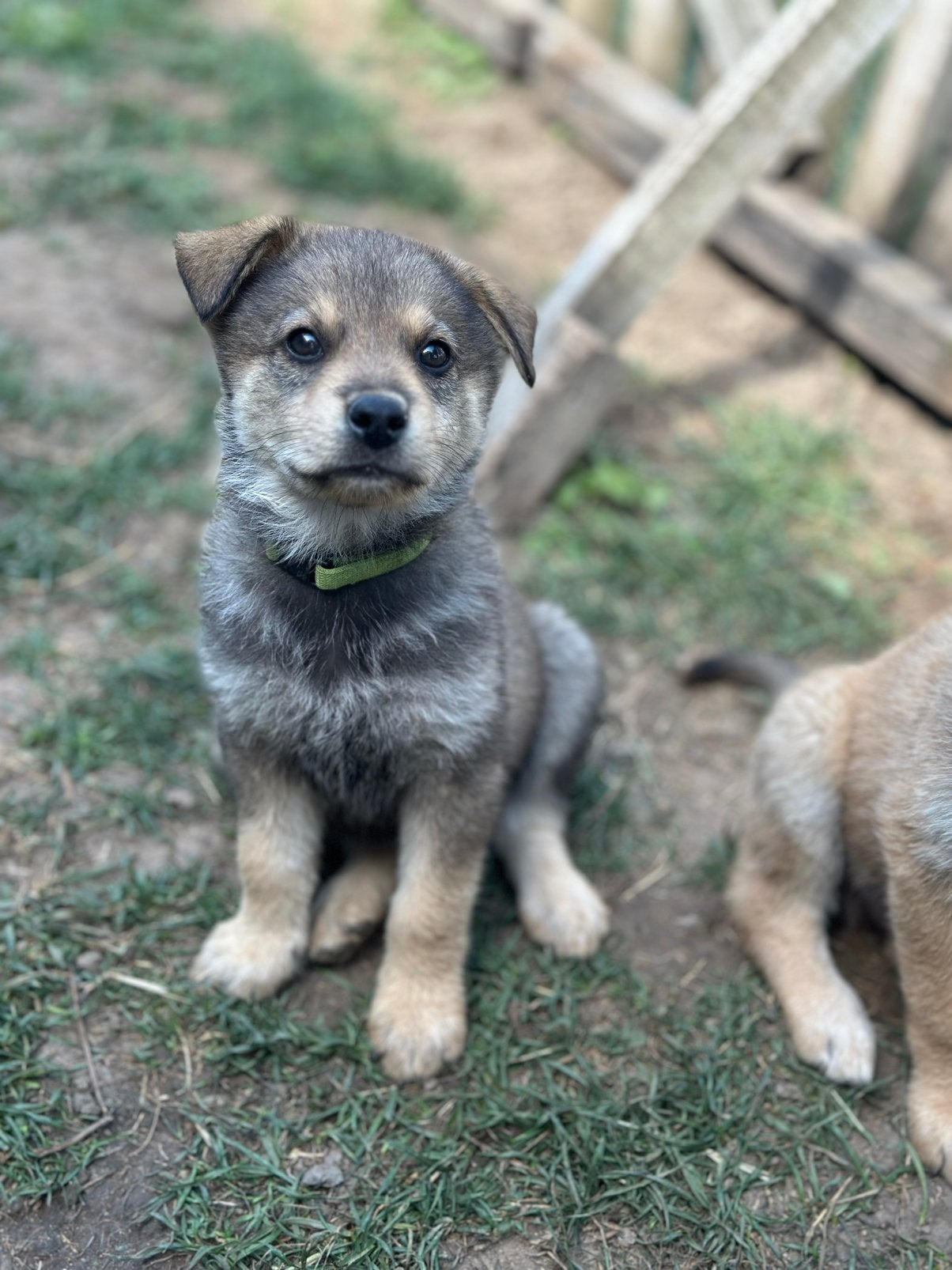 Puppy’s Eurasiër / Herdermix kruising, Dieren en Toebehoren, Parvo, Overige rassen, 8 tot 15 weken, Meerdere