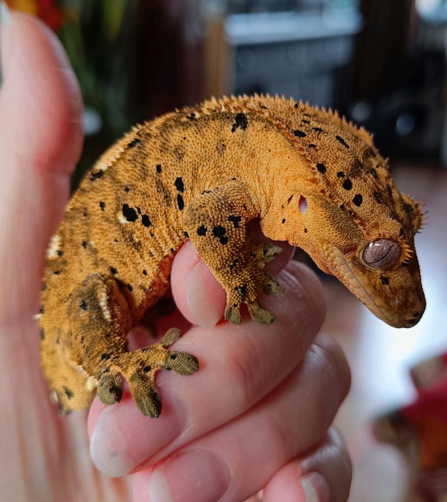 Wimpergekko man superdalmatian Crested Gecko - male for sale from Sabrina