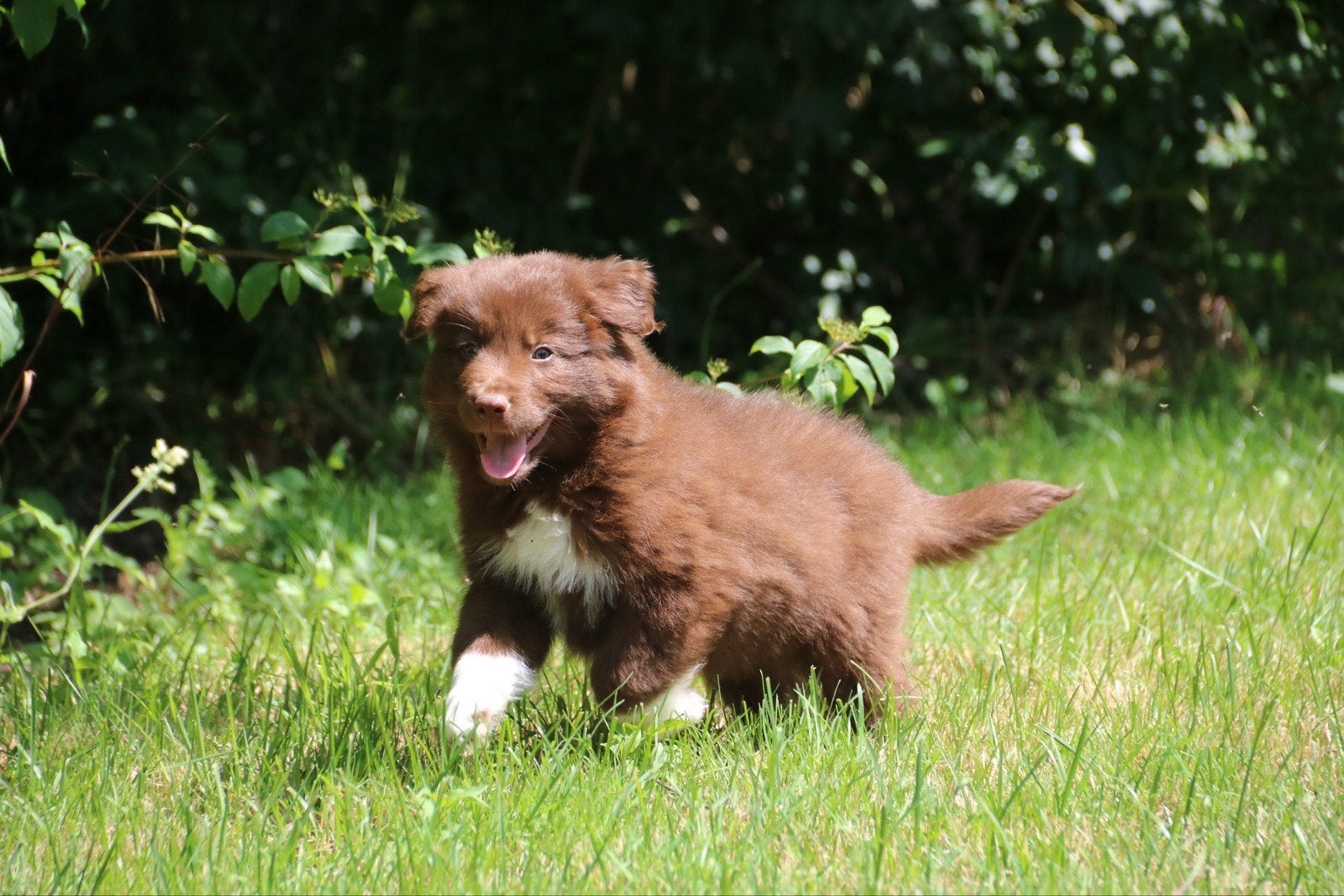 Nog 1 Australian shepherd pup, mag het nest verlaten, Dieren en Toebehoren, Honden | Herdershonden en Veedrijvers, Reu, 8 tot 15 weken