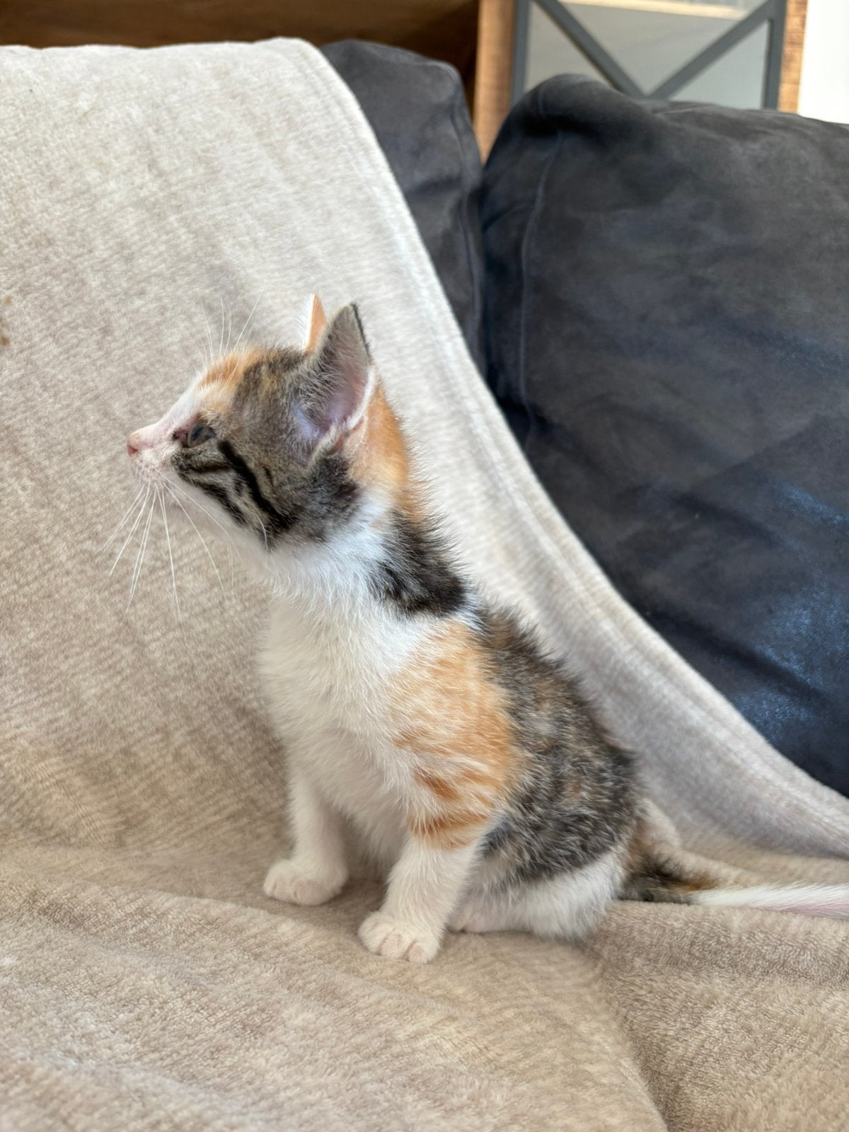 Kittens, Meerdere dieren, Ontwormd, 0 tot 2 jaar