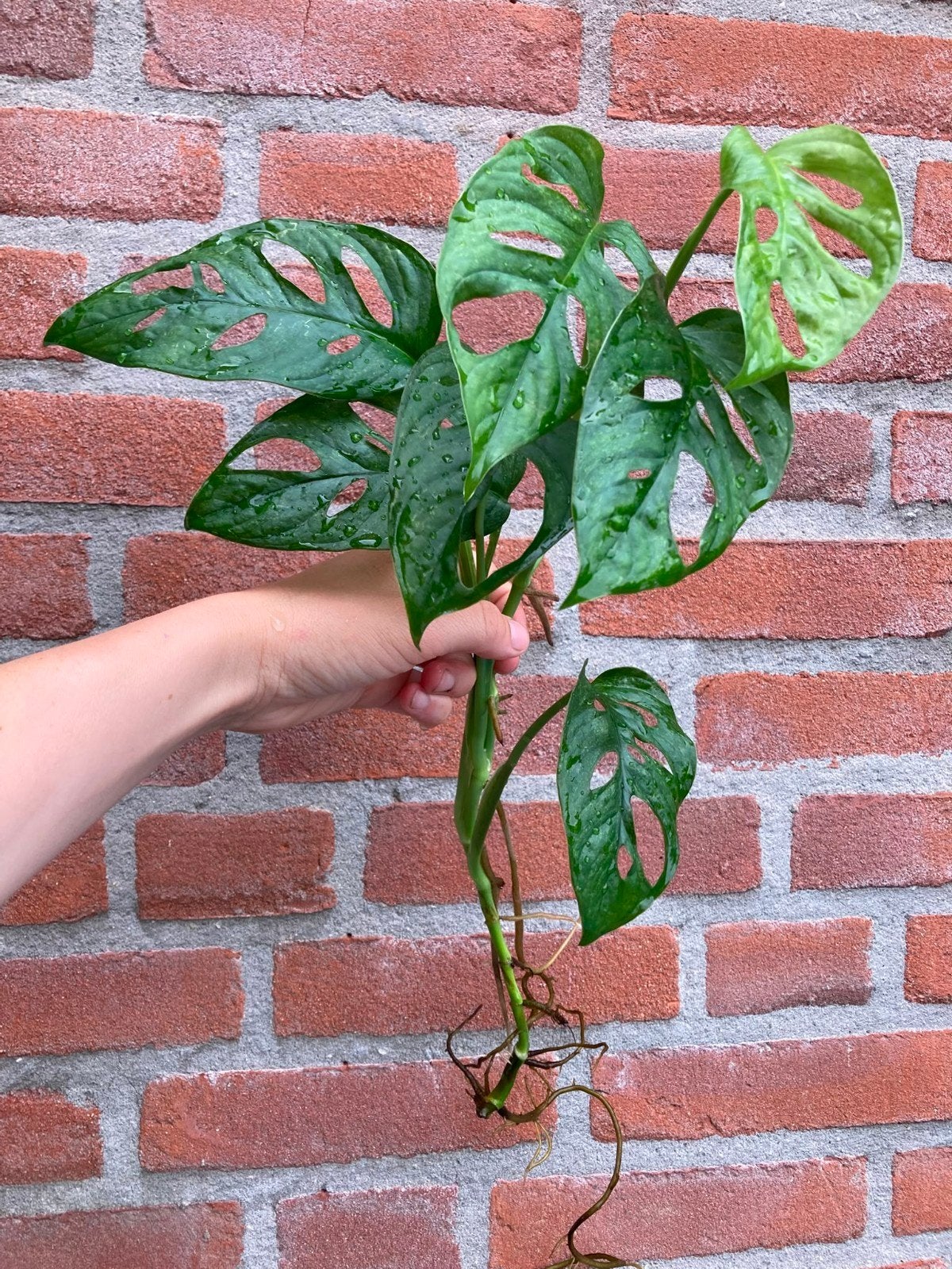 Monstera Adansonii - Levendige Gatenplant, Huis en Inrichting, Kamerplanten, Overige soorten, Minder dan 100 cm, Groene kamerplant