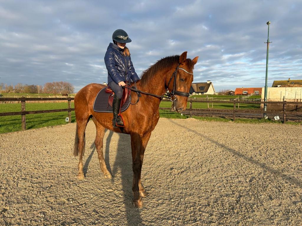 Mooie KWPN ruin te koop – werkwillig en leergierig, Dieren en Toebehoren, Paarden, Met stamboom, Ruin, Dressuurpaard, Zadelmak