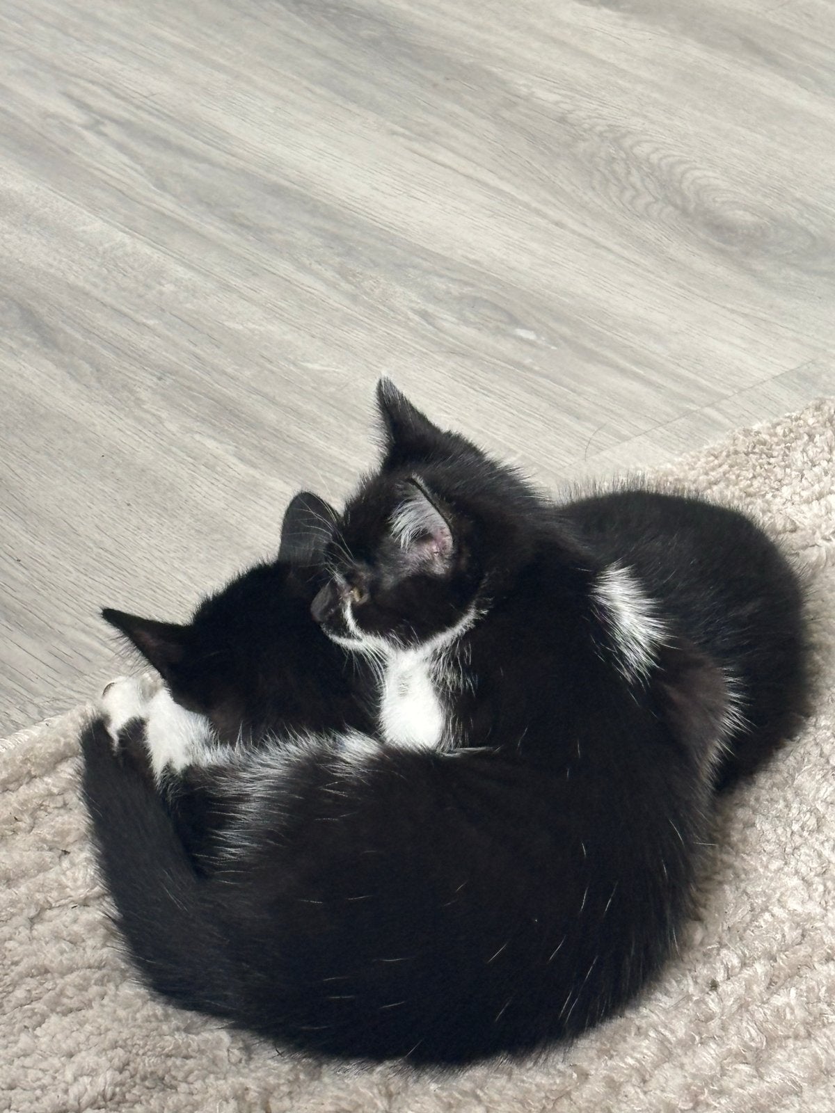 Kittens, Dieren en Toebehoren, Meerdere dieren, 0 tot 2 jaar