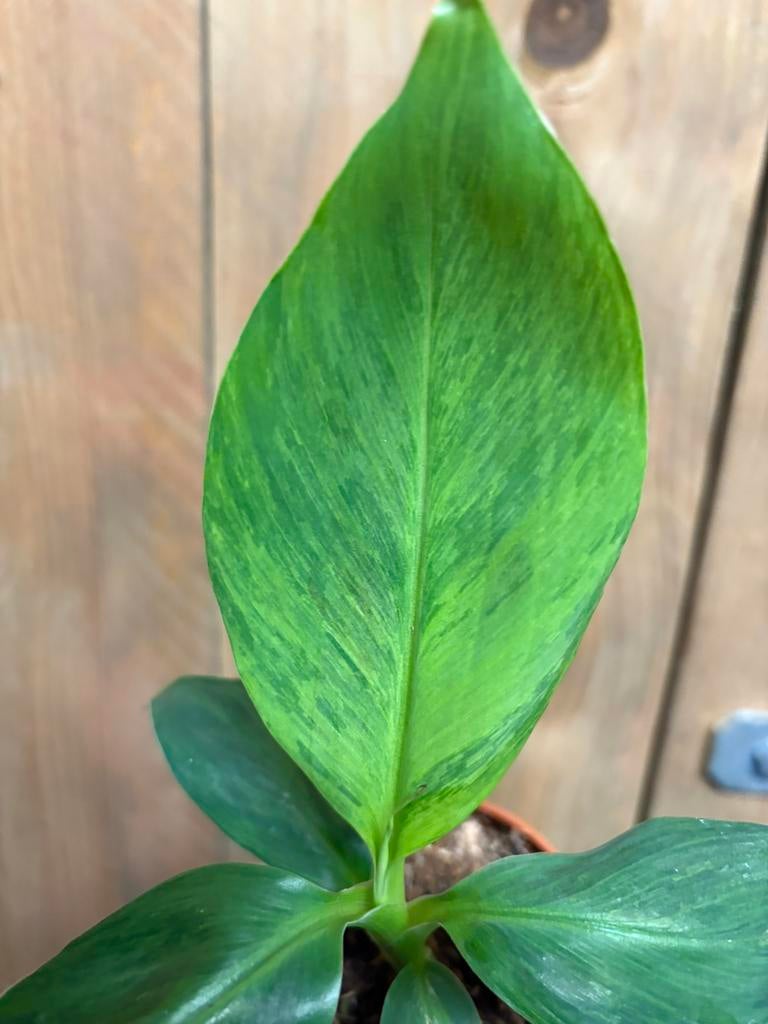 Musa cavendish variegata plant aurea yellow mint lemon green, Ophalen of Verzenden, Halfschaduw, Minder dan 100 cm