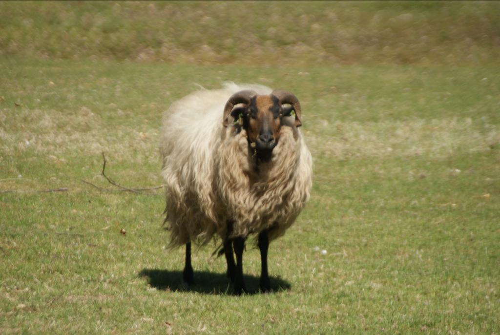 Drends heideschaap, Dieren en Toebehoren, Schapen, Geiten en Varkens, Vrouwelijk, Schaap, 6 jaar of ouder