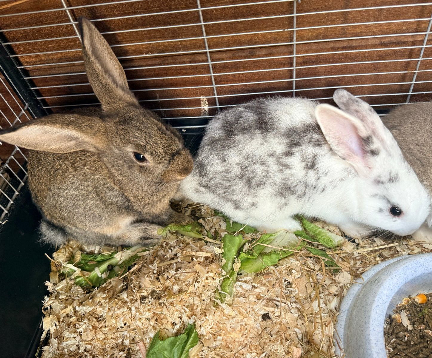 Hangoor konijnen., Dieren en Toebehoren, Konijnen, Vrouwelijk, Hangoor