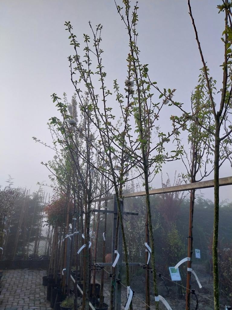 Hoogstam fruitbomen diverse soorten, Ophalen, Appelboom, Lente