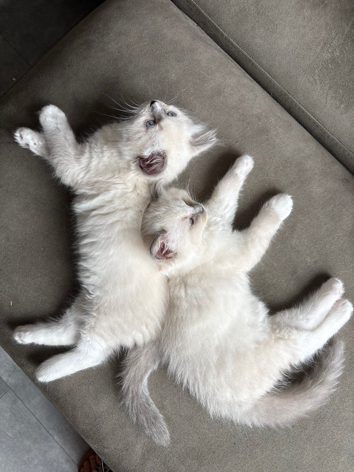 Ragdoll Kittens, Dieren en Toebehoren, Katten en Kittens | Raskatten | Langhaar, Meerdere dieren, Gechipt, 0 tot 2 jaar