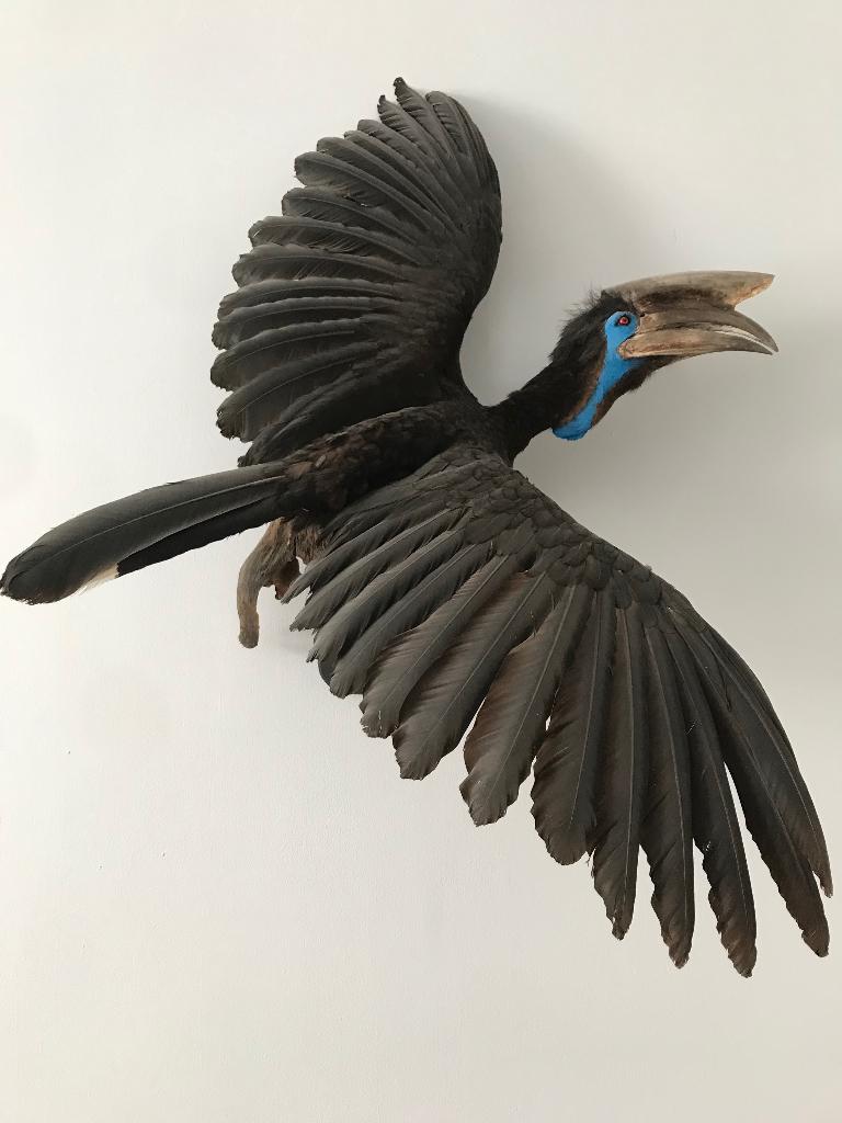 taxidermy Afrikaanse Hornbill, Ophalen, Zo goed als nieuw, Vogel, Opgezet dier