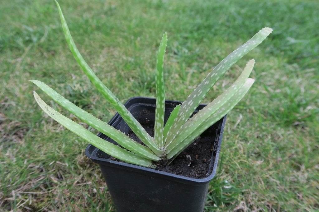 Aloe plantjes (prijs per stuk), Huis en Inrichting, Ophalen, Vetplant, In pot, Minder dan 100 cm