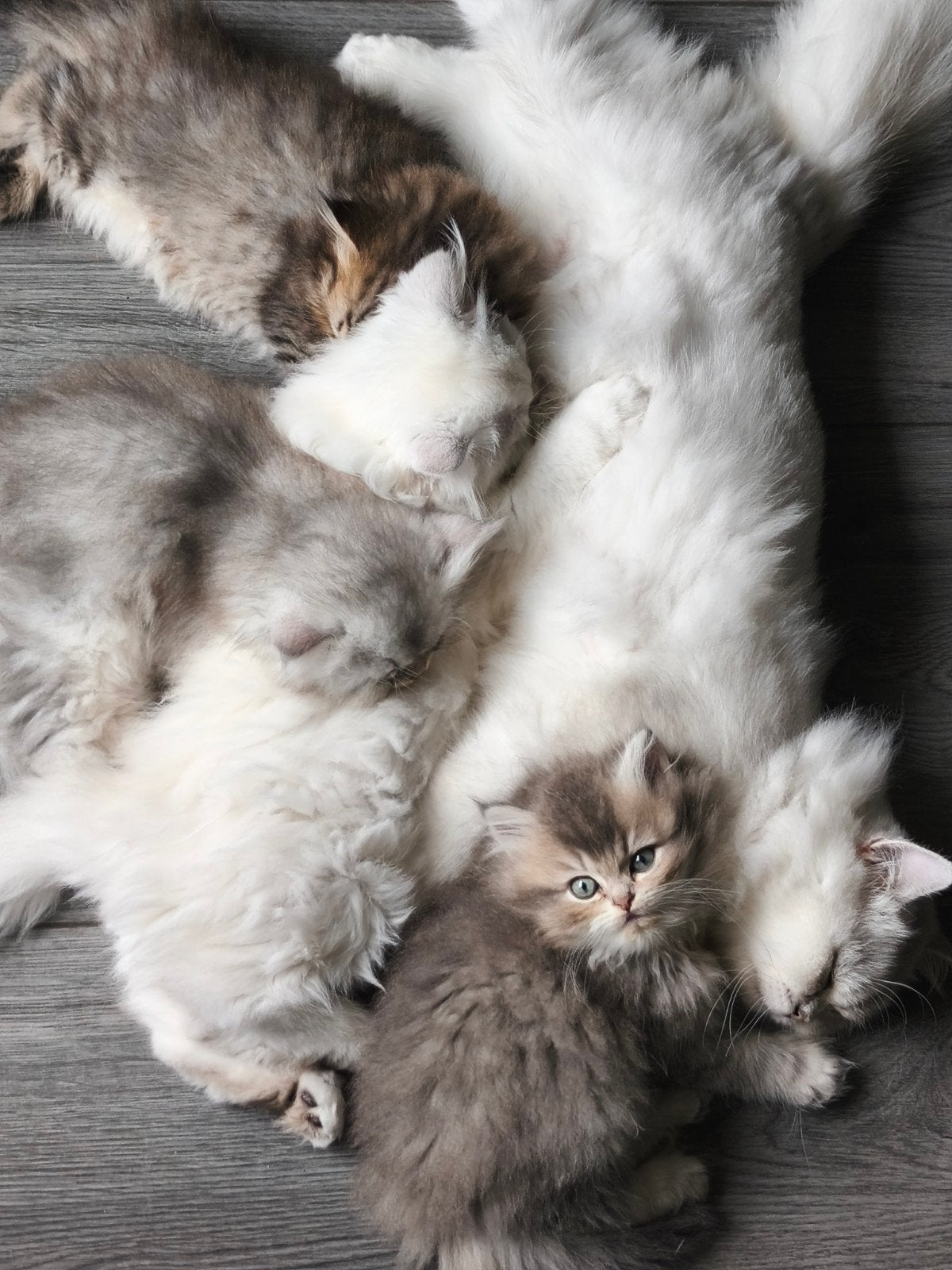 Mannelijke Schotse Straight kat met lang haar en rechte oren, Dieren en Toebehoren, Meerdere dieren, Ontwormd, 0 tot 2 jaar