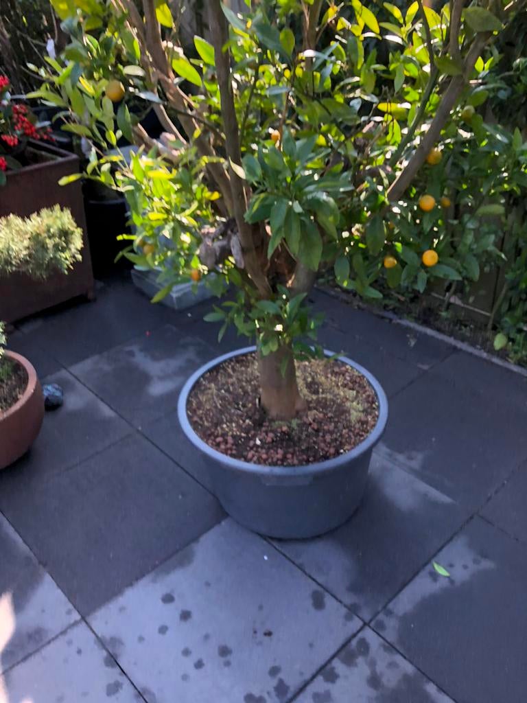 Te koop grote manderijen boom, Tuin en Terras, Planten | Bomen, Ophalen, Volle zon, Overige soorten