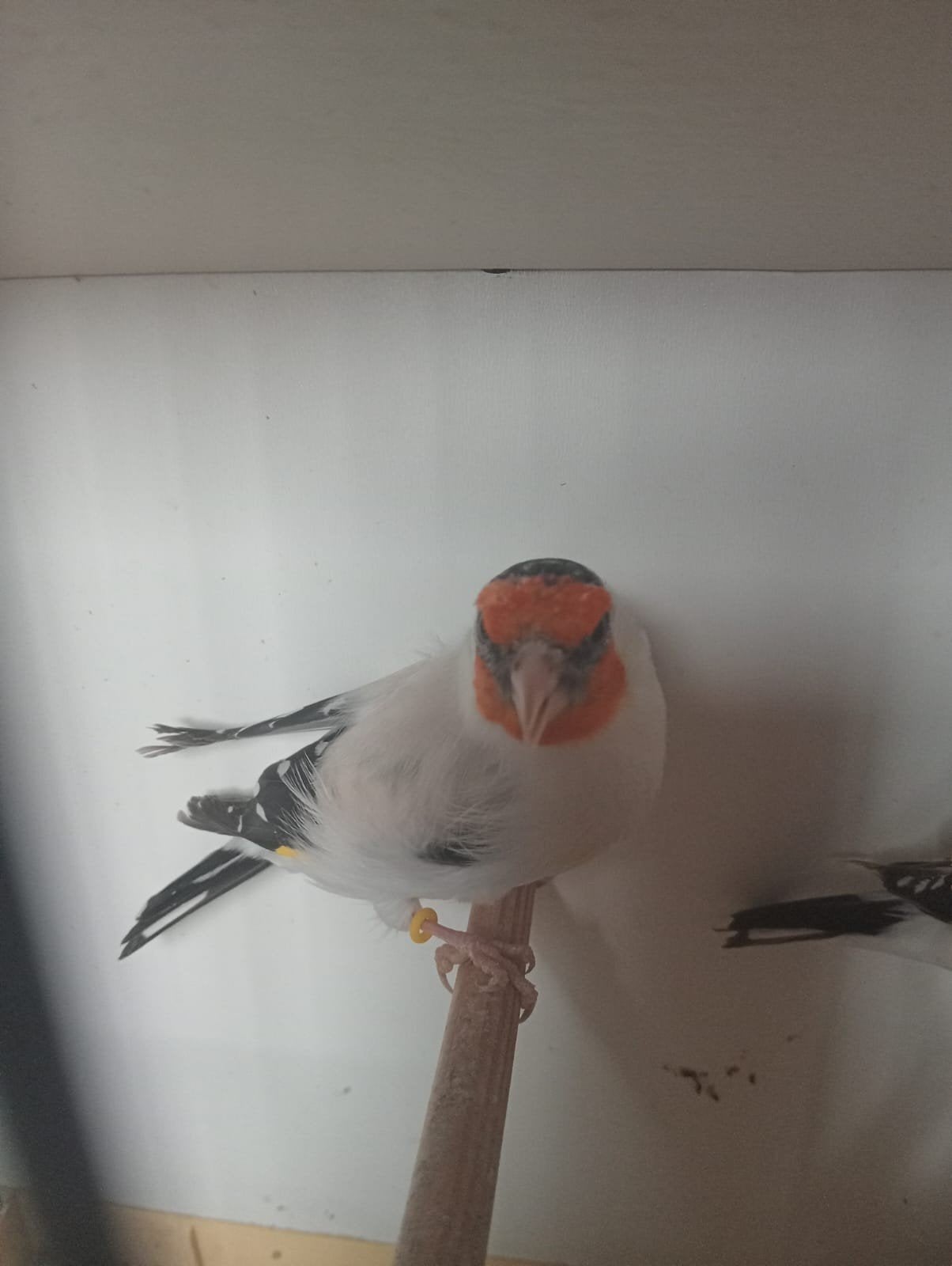 euro split satijnen putters, Dieren en Toebehoren, Meerdere dieren, Wildzangvogel