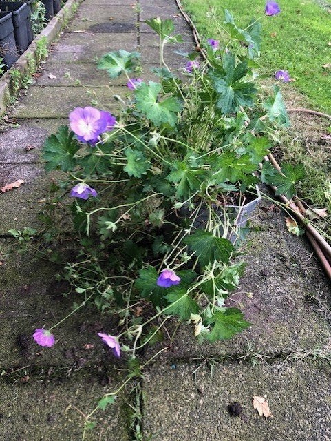 Geranium Rozanne , in de kuip ingeveer 35 cm hoog . volle, Tuin en Terras, Volle zon, Vaste plant, Zomer, Ophalen