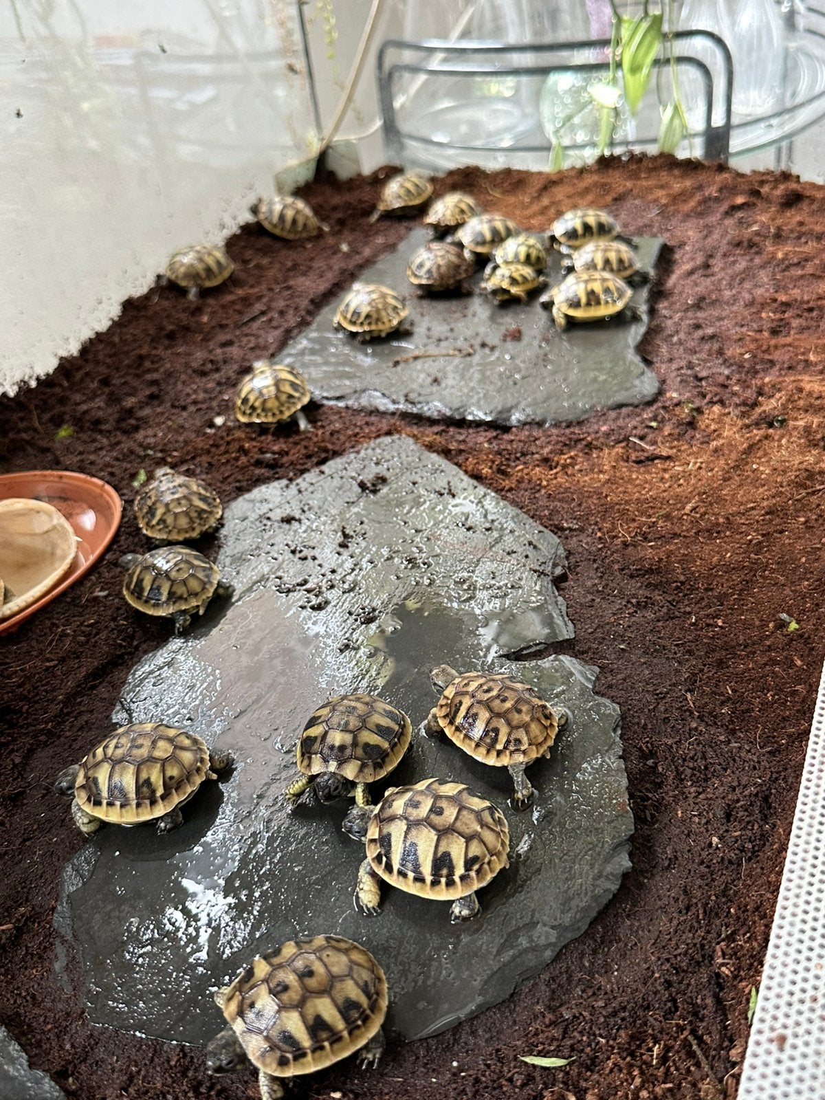 Zeer mooie, gezonde Griekse Landschildpadden. Nakweek 2026, Dieren en Toebehoren, Schildpad, Tam, 0 tot 2 jaar