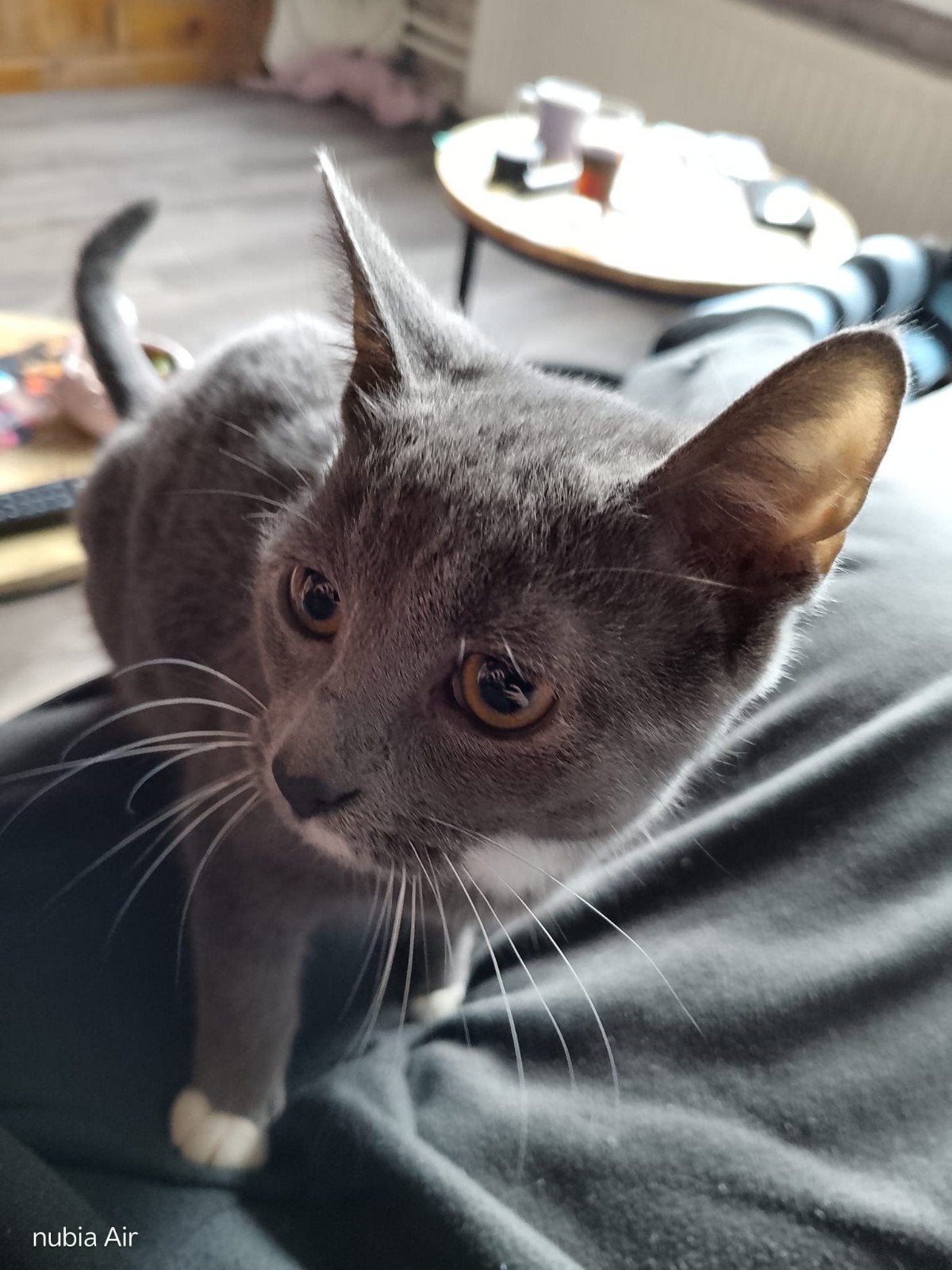 kitten van 7 maand, Poes