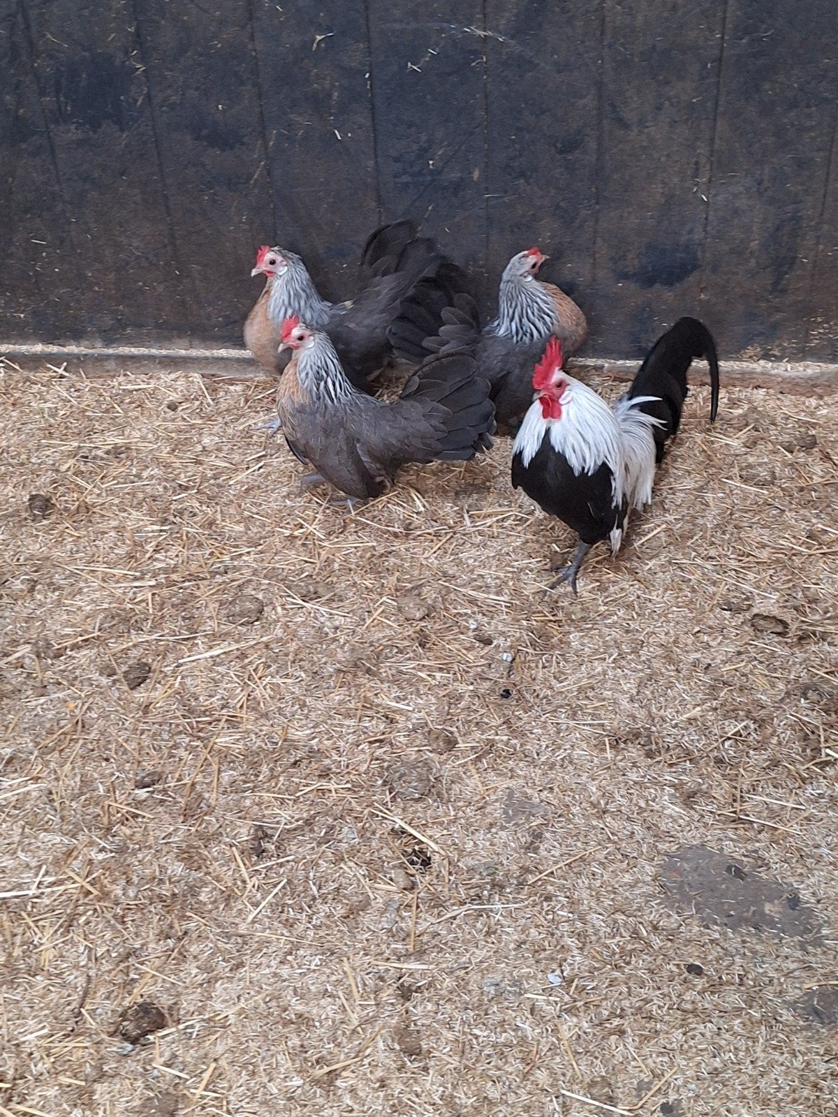 Hollandsekriel Zilverpatrijs, Dieren en Toebehoren, Pluimvee, Meerdere dieren, Kip
