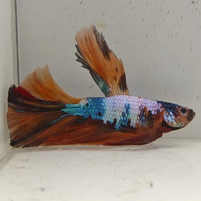 betta splendens man 19, Vis