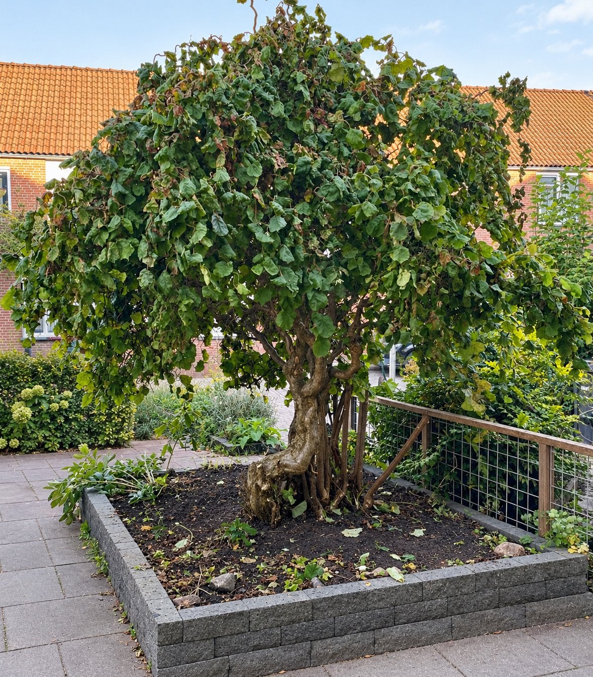 GRATIS Volgroeide kronkel hazelaar Corylus avellana Contorta, Vaste plant, Halfschaduw, Winter, Ophalen