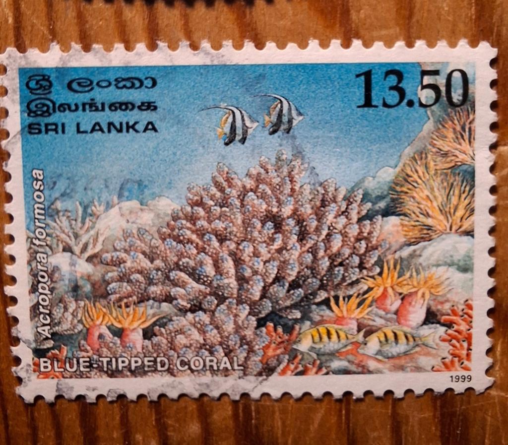 Sri Lanka 5 koraal, Ophalen of Verzenden, Zuid-Azië