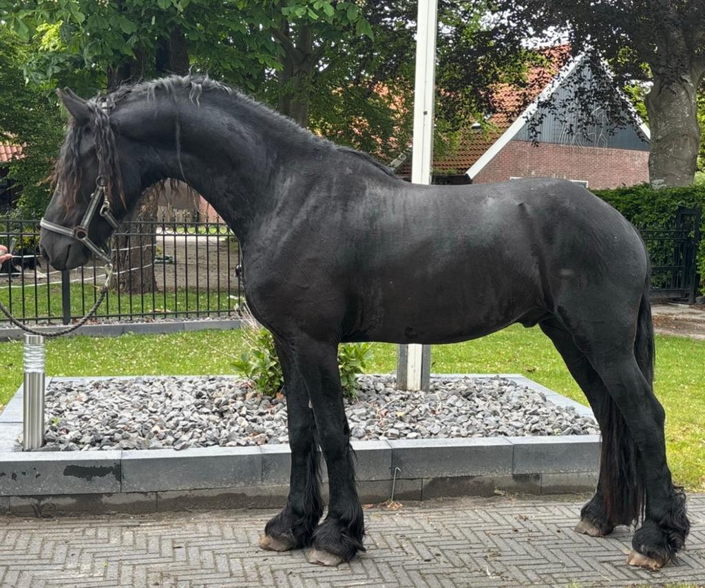 Mooie goed lopende 3 jarige friese ruin, Dieren en Toebehoren, Paarden, Met stamboom, Ruin, 3 tot 6 jaar, Onbeleerd