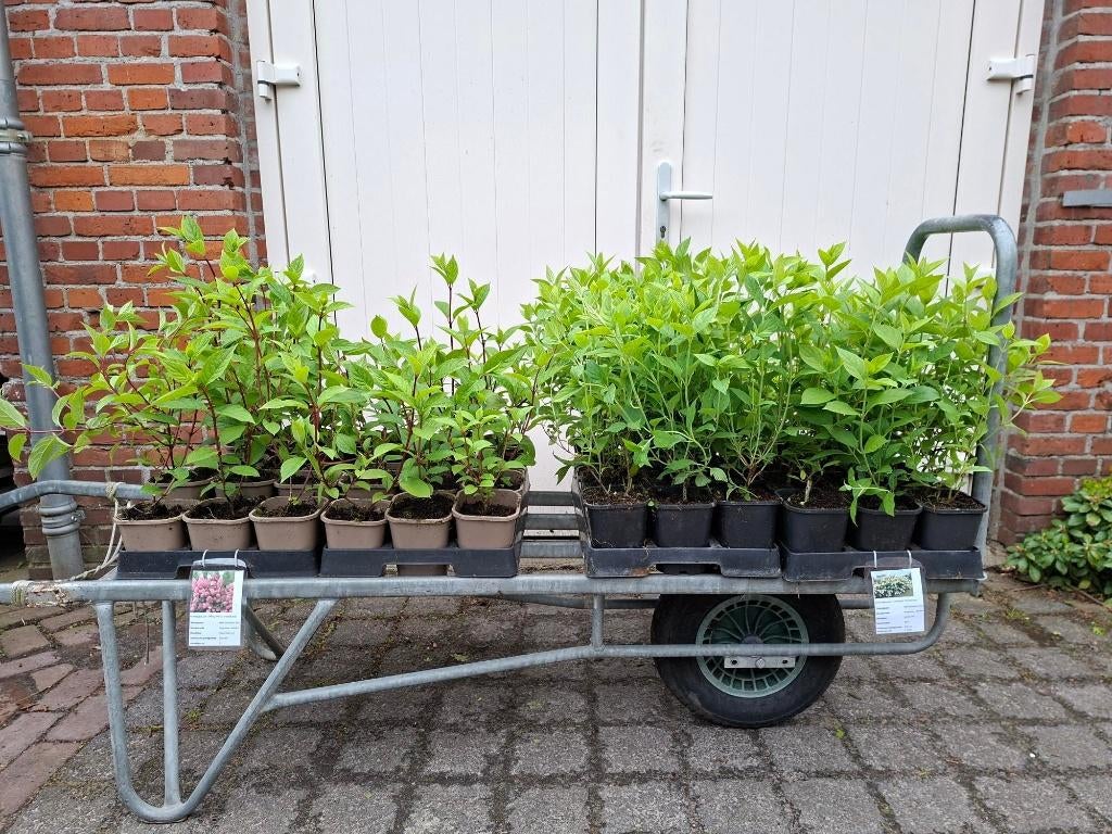 Mooie Soorten Hydrangea (Hortensia) in pot!, Tuin en Terras, Planten | Struiken en Hagen, Ophalen, Hortensia, Minder dan 100 cm