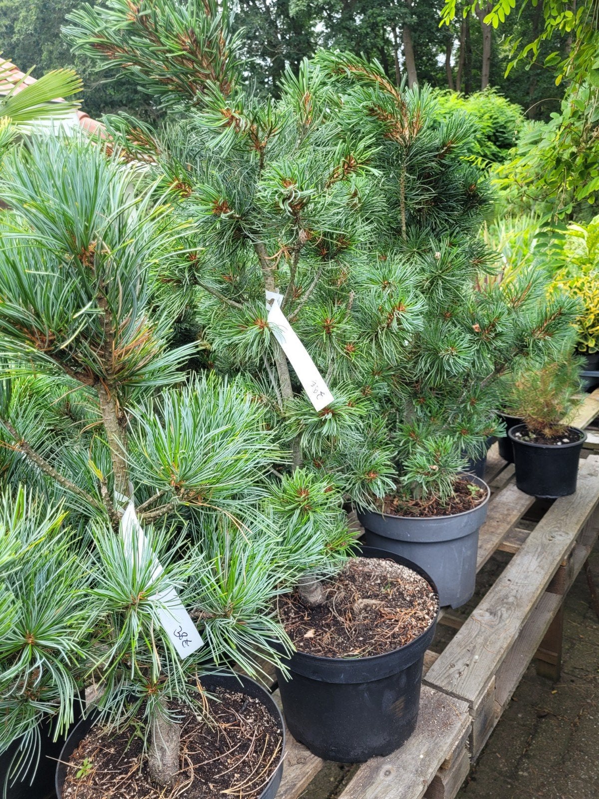 Pinus parviflora 'Ostrop' - Japanse witte den, Volle zon, Vaste plant, Bloeit niet, Ophalen