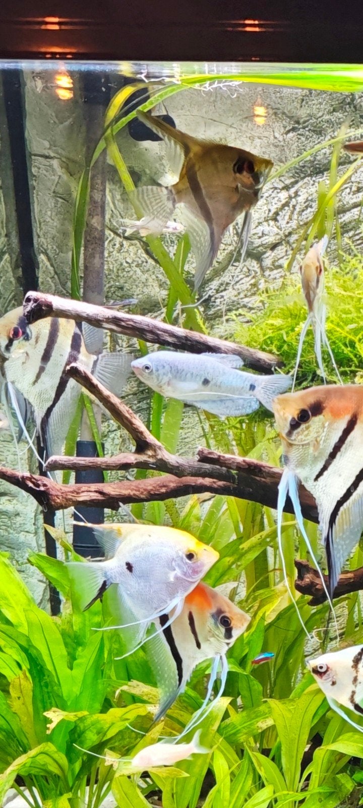 1 blauwe gourami, Dieren en Toebehoren, Vis