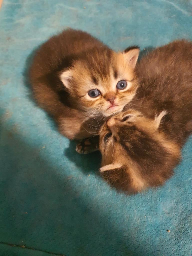 5 lieve Britse korthaar kittens, Dieren en Toebehoren, Katten en Kittens | Raskatten | Korthaar, Meerdere dieren, Gechipt, 0 tot 2 jaar