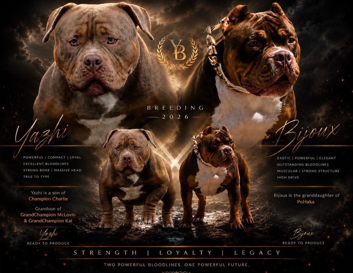 American bully extreme / micro / pocket, Overige rassen, 8 tot 15 weken, Meerdere, Meerdere dieren